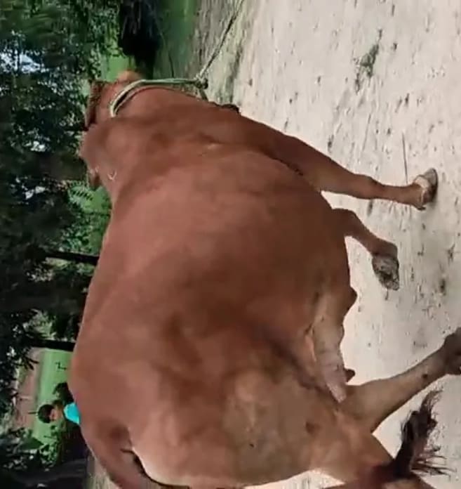 Sahiwal Cow in  UTTAR PRADESH