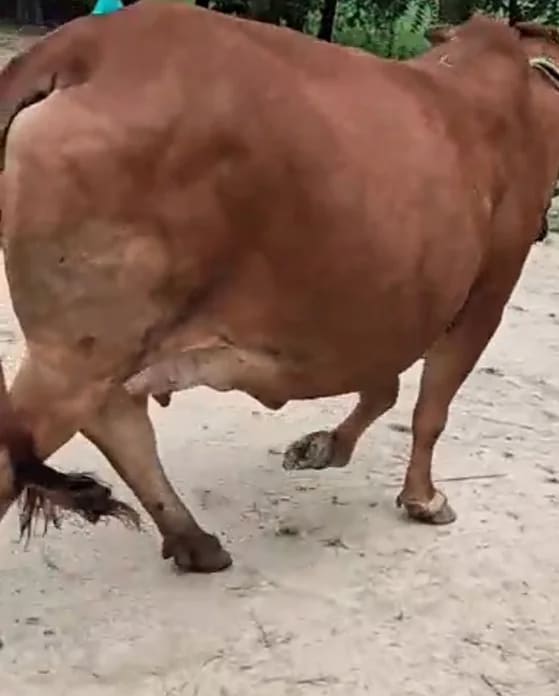 Sahiwal Cow in  UTTAR PRADESH
