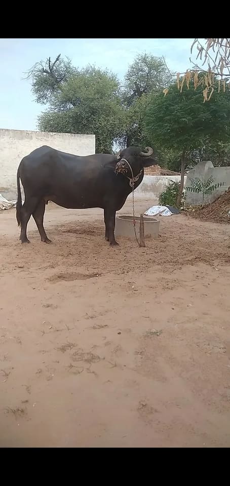 Murrah Buffalo in  RAJASTHAN