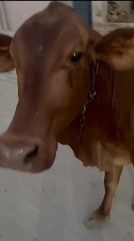 Kapila Cow in  RAJASTHAN