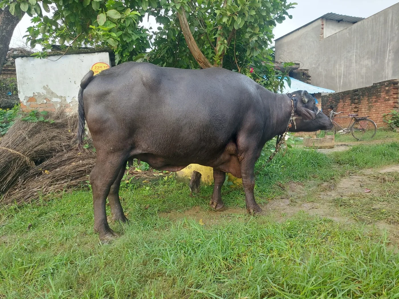 Murrah Buffalo in  UTTAR PRADESH