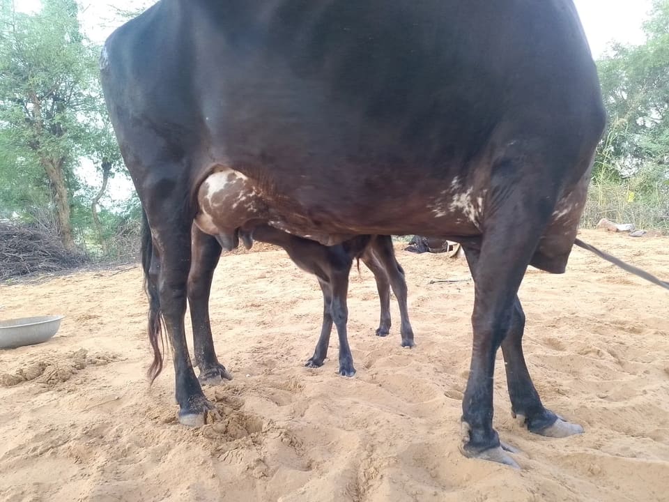 Rathi Cow in  RAJASTHAN