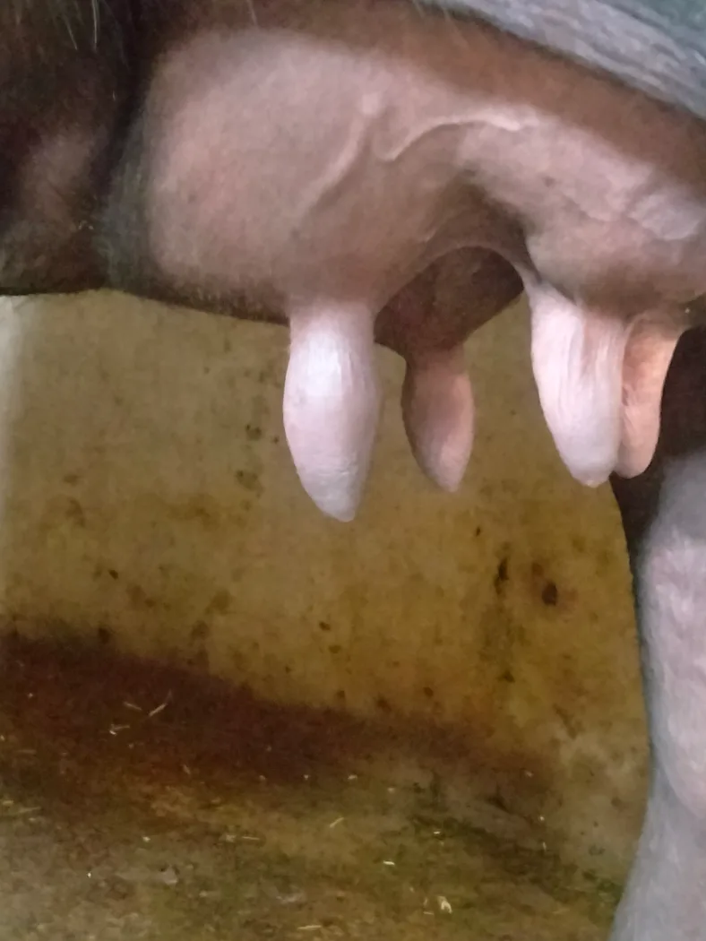 Murrah Buffalo M5132 in  UTTAR PRADESH