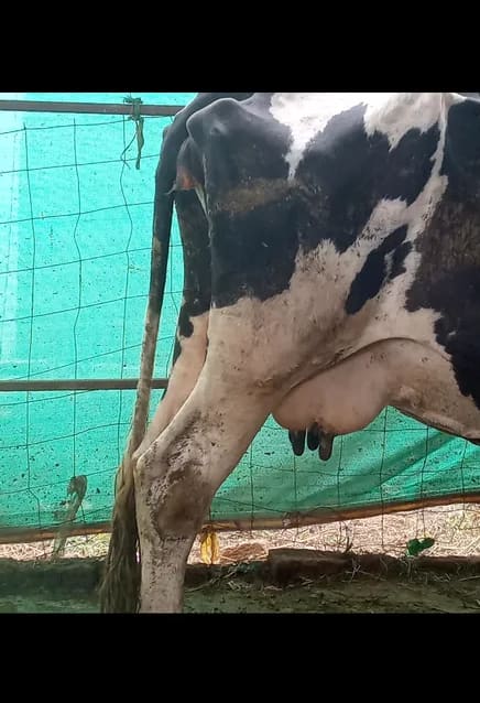 HF Cow in  RAJASTHAN