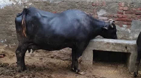 Murrah Buffalo in  HARYANA
