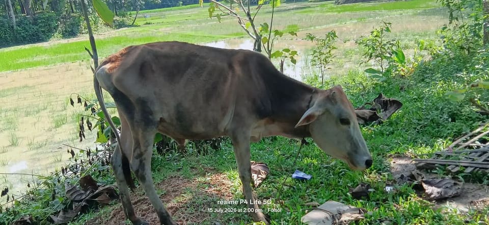 Rathi Cow R0512 in  TRIPURA