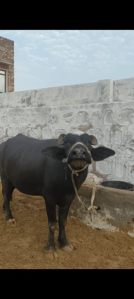 Murrah Buffalo in  RAJASTHAN