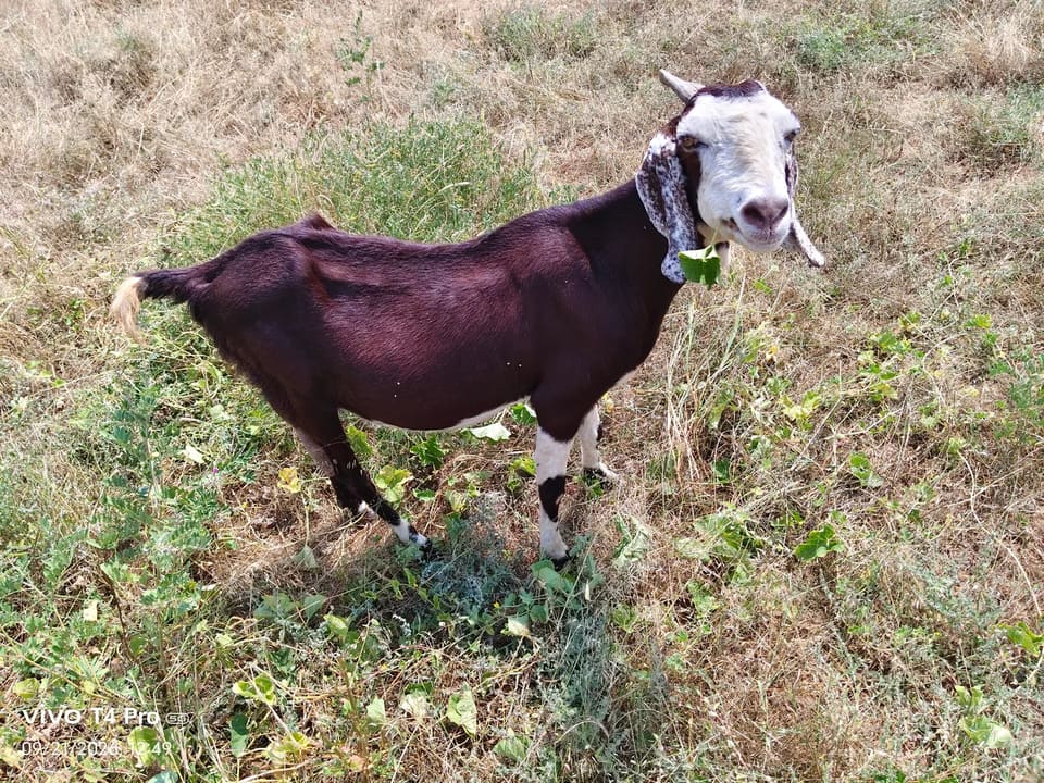Others Goat in  RAJASTHAN