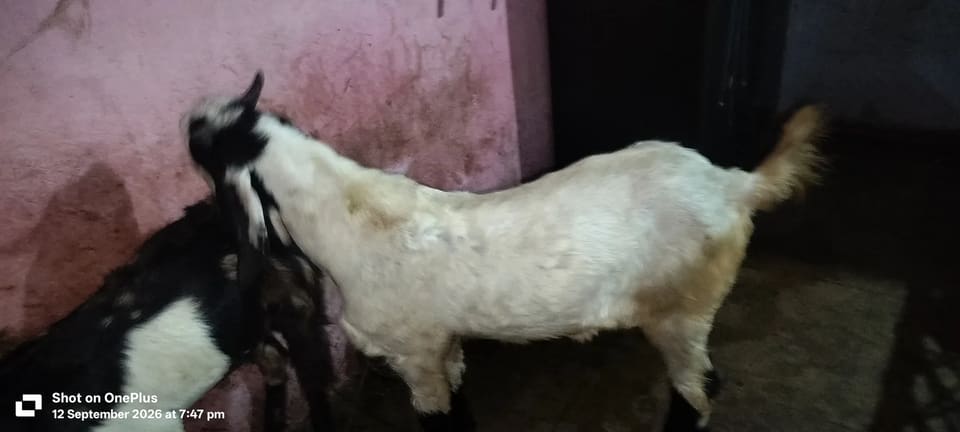 Black Bengal Goat B0098 in  GUJARAT