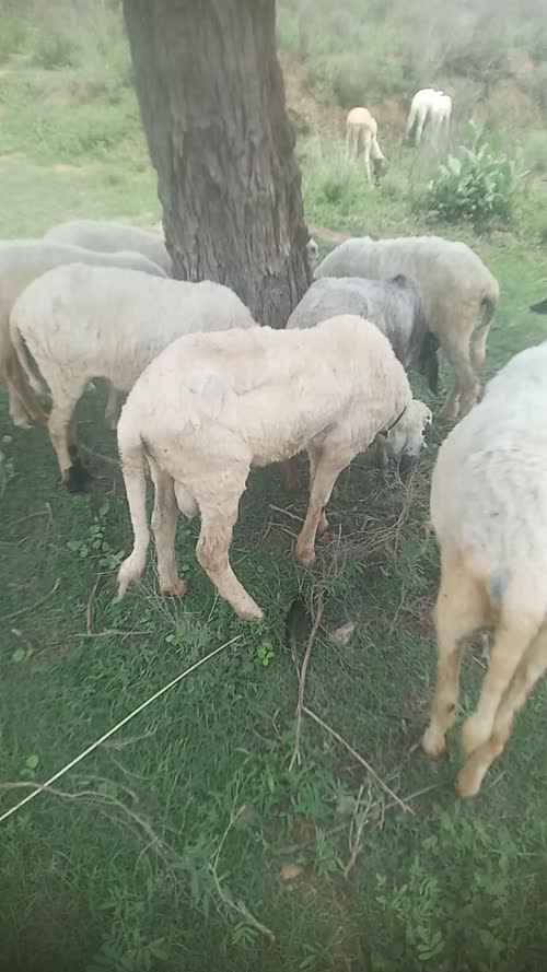 NARI Suwarna Sheep N0161 in  RAJASTHAN