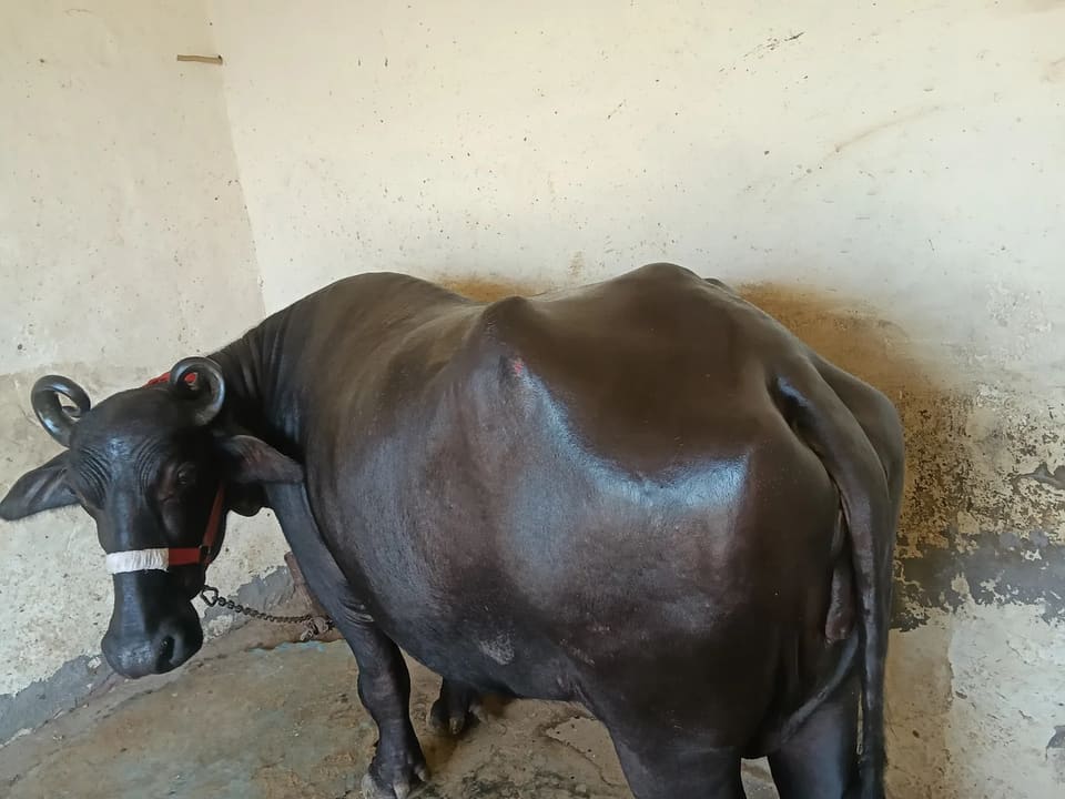 Murrah Buffalo in  HARYANA