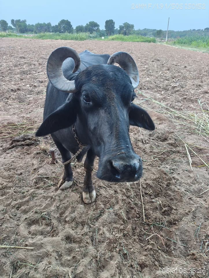 Murrah Buffalo in  RAJASTHAN