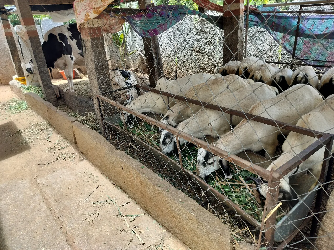 Neelore  Jodipi Sheep N0176 in  KARNATAKA