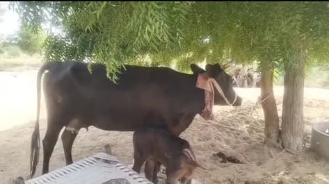 Kapila Cow K0254 in  RAJASTHAN