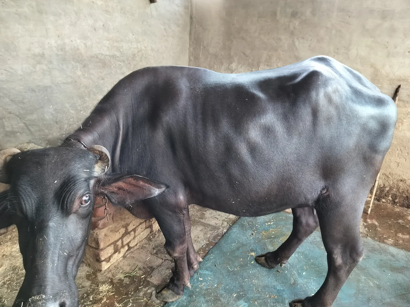 Murrah Buffalo in  PUNJAB