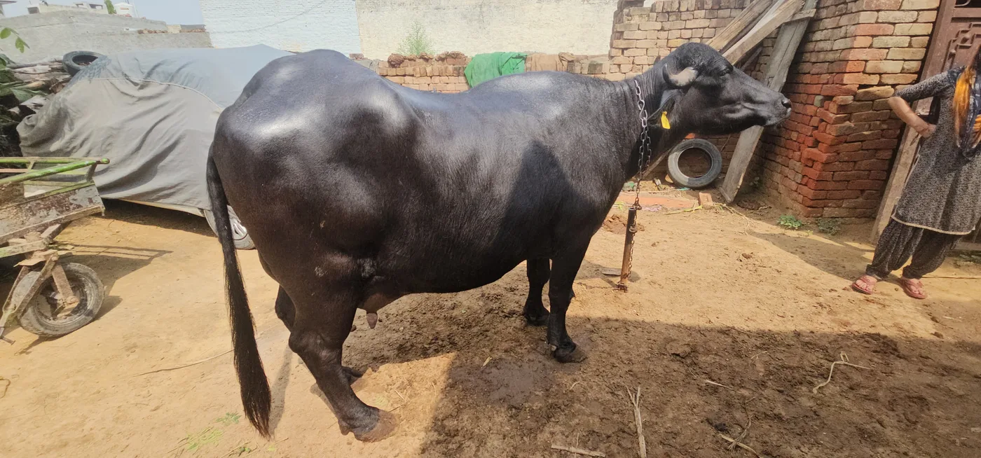 Jafarabadi Buffalo in  HARYANA