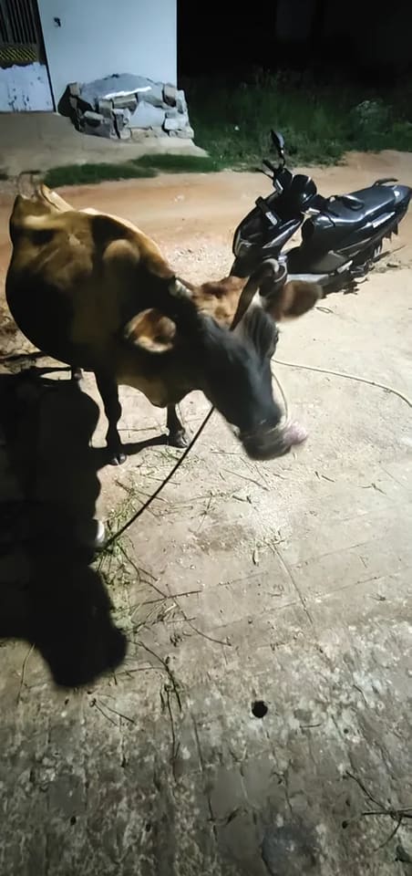 Jersey Cow in  KARNATAKA