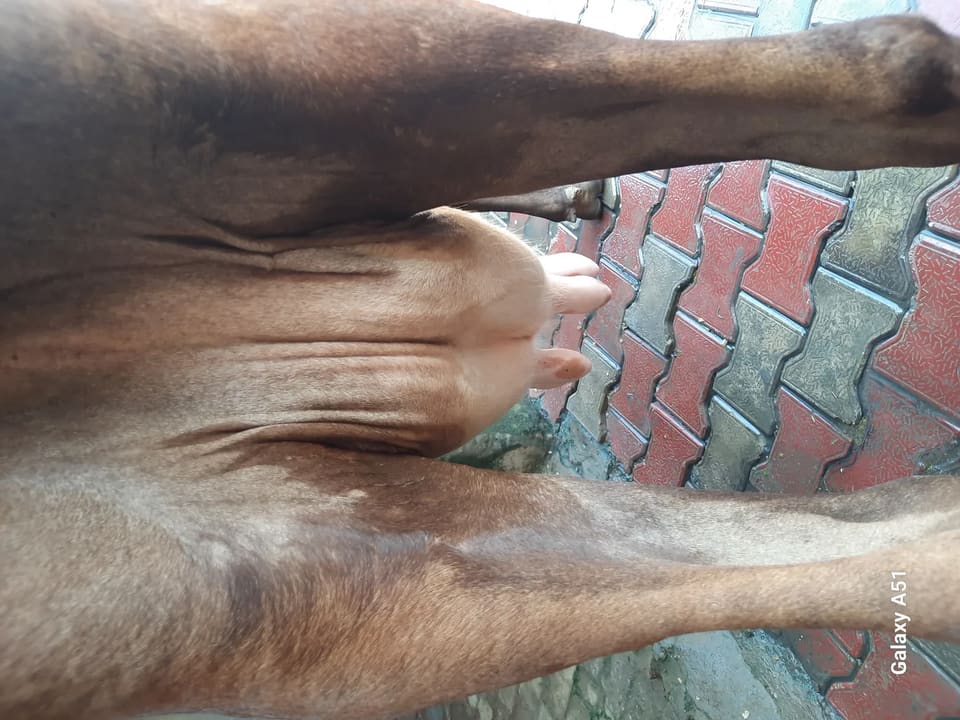 Jersey Cow in  UTTAR PRADESH