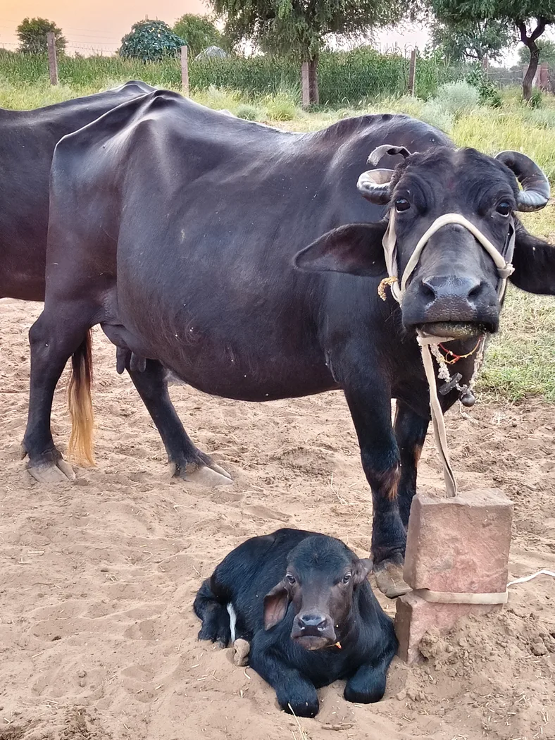 Murrah Buffalo in  RAJASTHAN