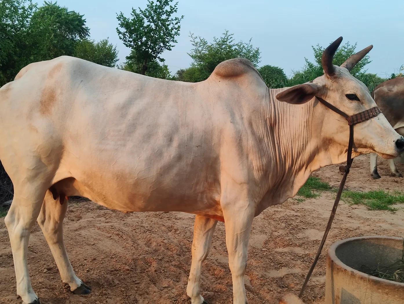 Hariyana Cow H0291 in  RAJASTHAN