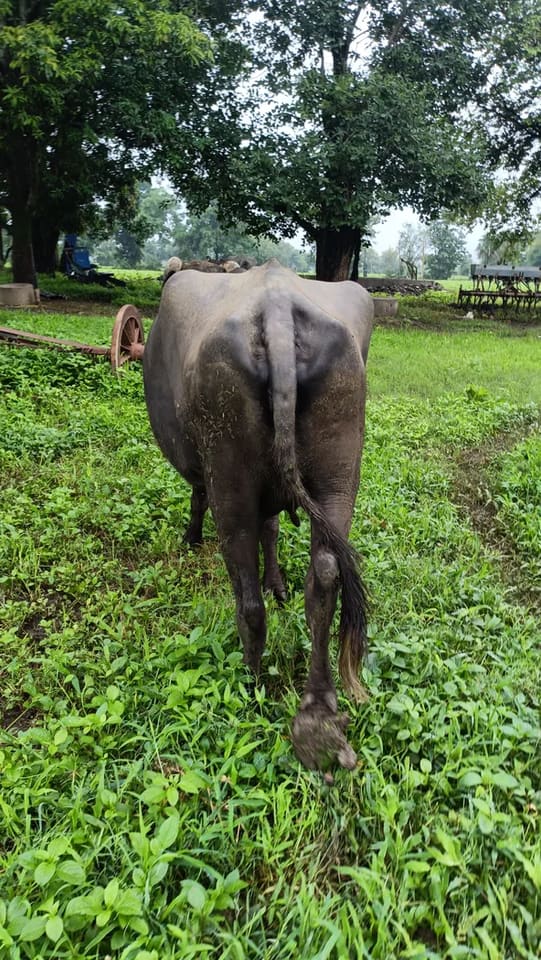 Jafarabadi Buffalo in  MADHYA PRADESH