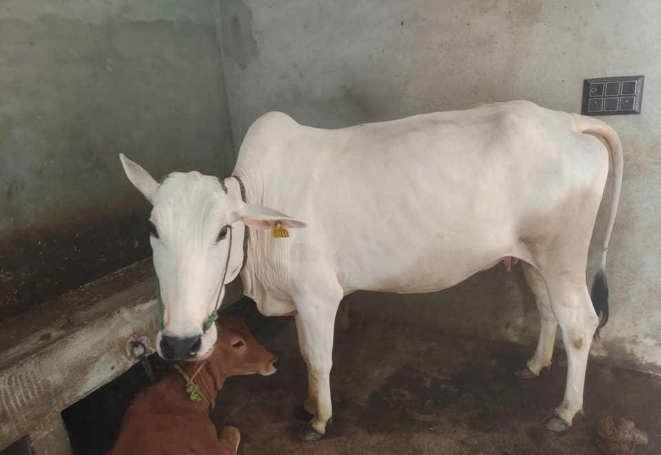 Hariyana Cow in  UTTAR PRADESH