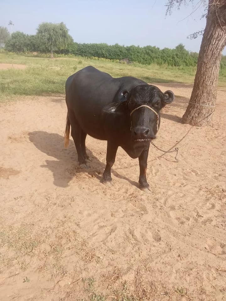 Murrah Buffalo in RAJASTHAN
