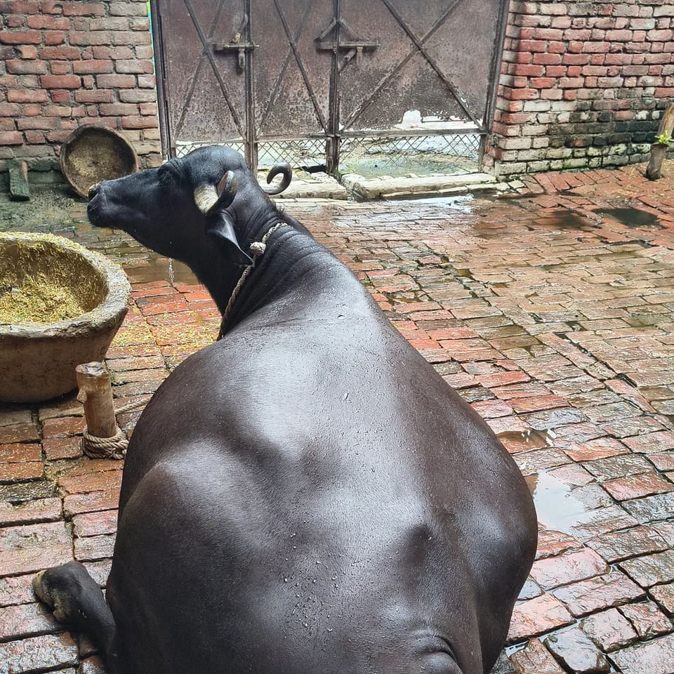 Others Buffalo in  UTTAR PRADESH