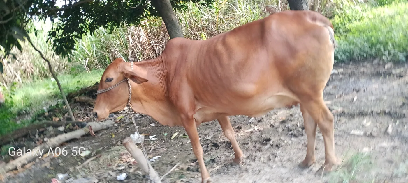 Banni  Buffalo B0559 in  UTTAR PRADESH