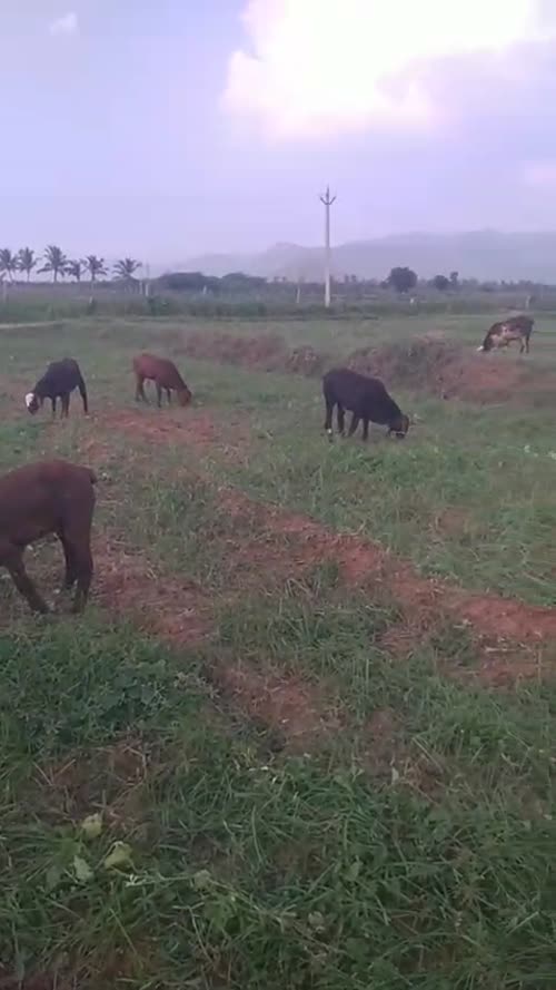 Neelore  Jodipi Sheep N0190 in ANDHRA PRADESH