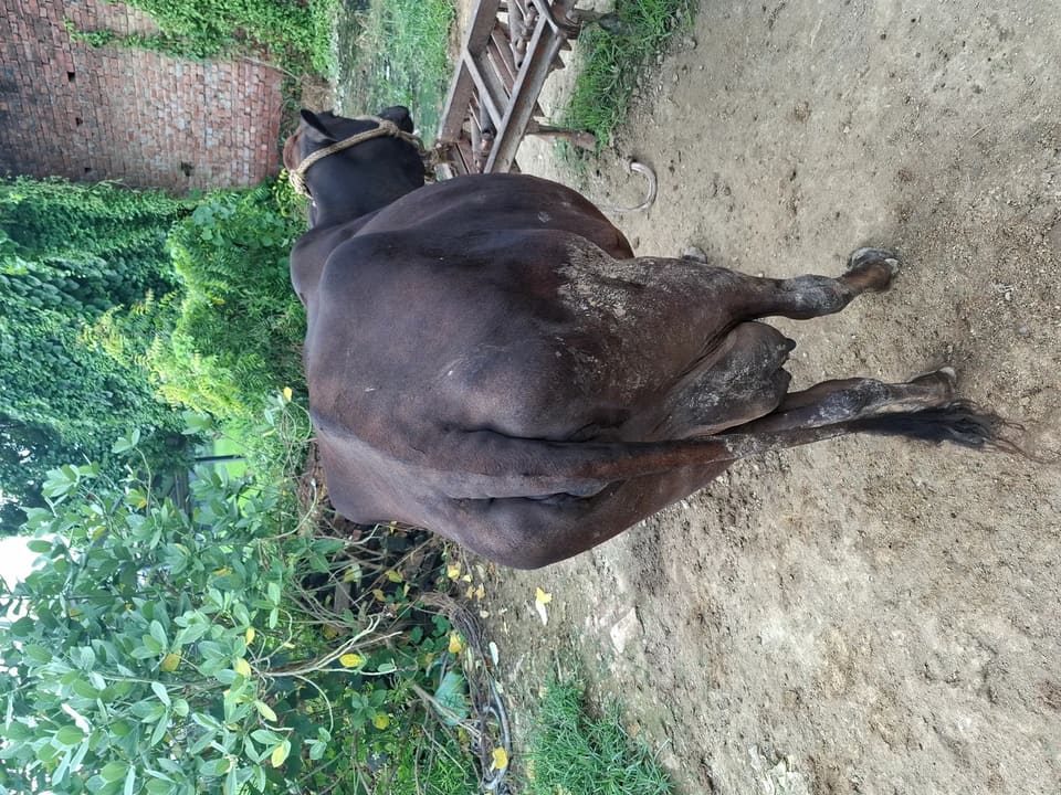 Sahiwal Cow in  UTTAR PRADESH