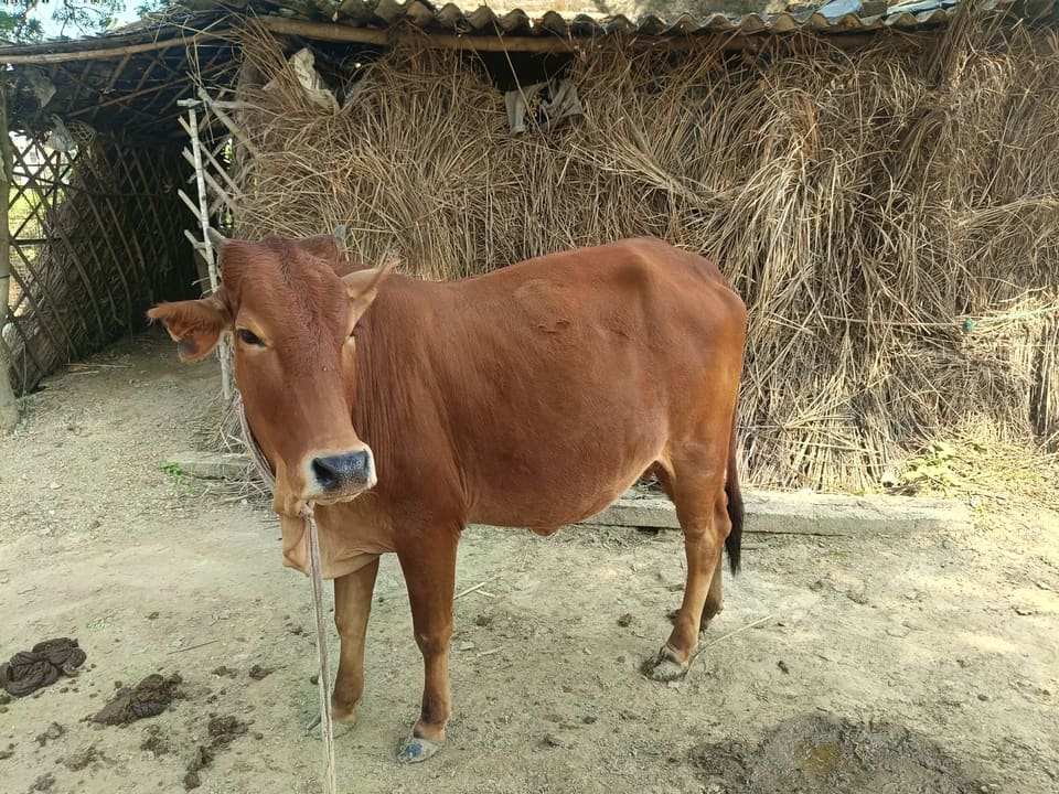 Sahiwal Cow S2003 in UTTAR PRADESH