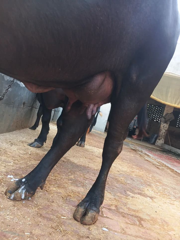 Murrah Buffalo in  PUNJAB