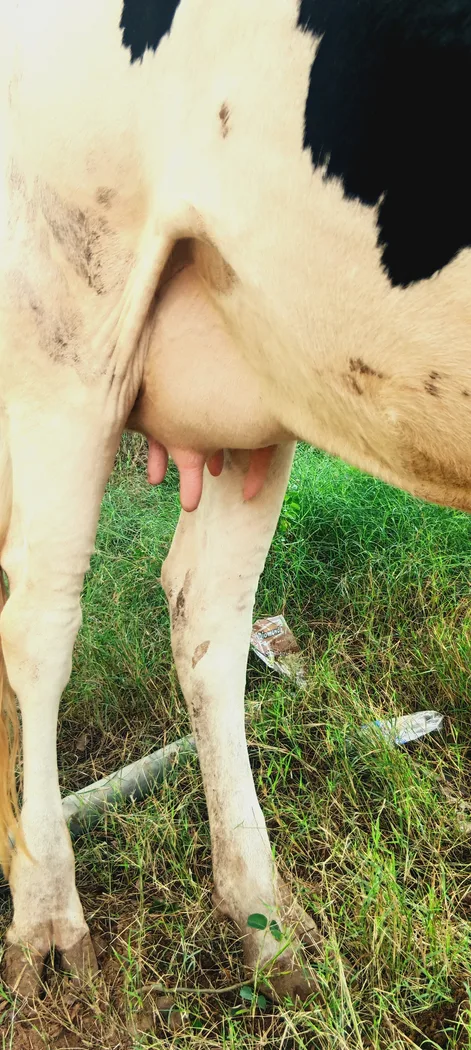 HF Cow in  RAJASTHAN