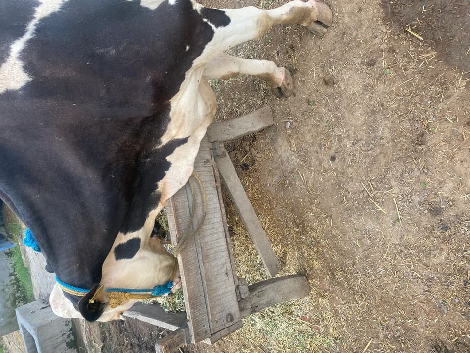 HF Cow in  PUNJAB