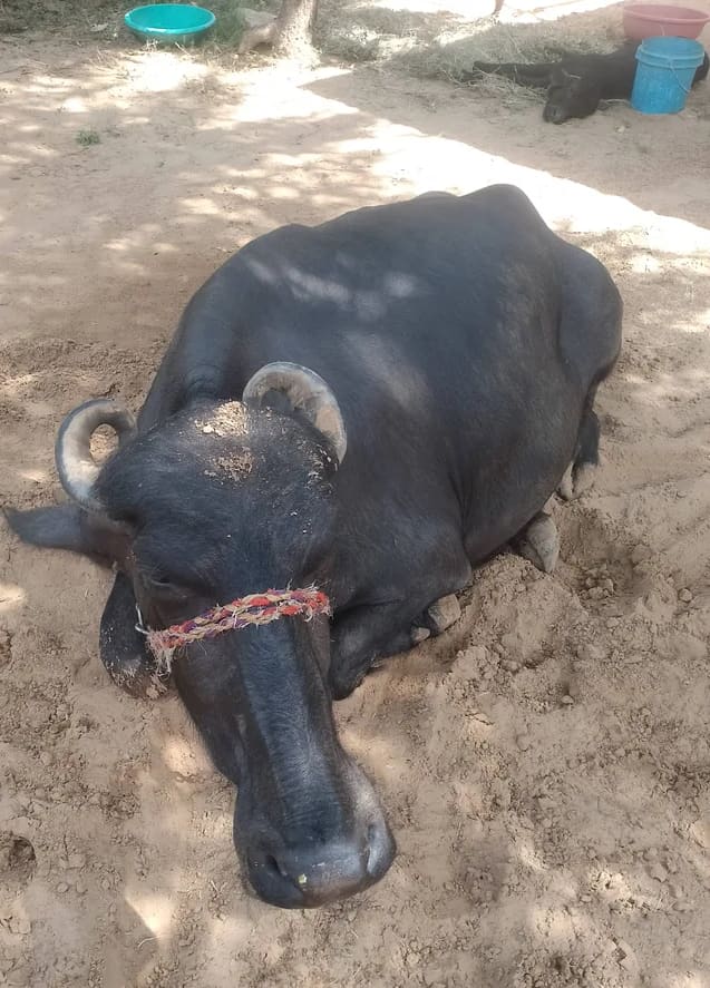 Murrah Buffalo in  RAJASTHAN
