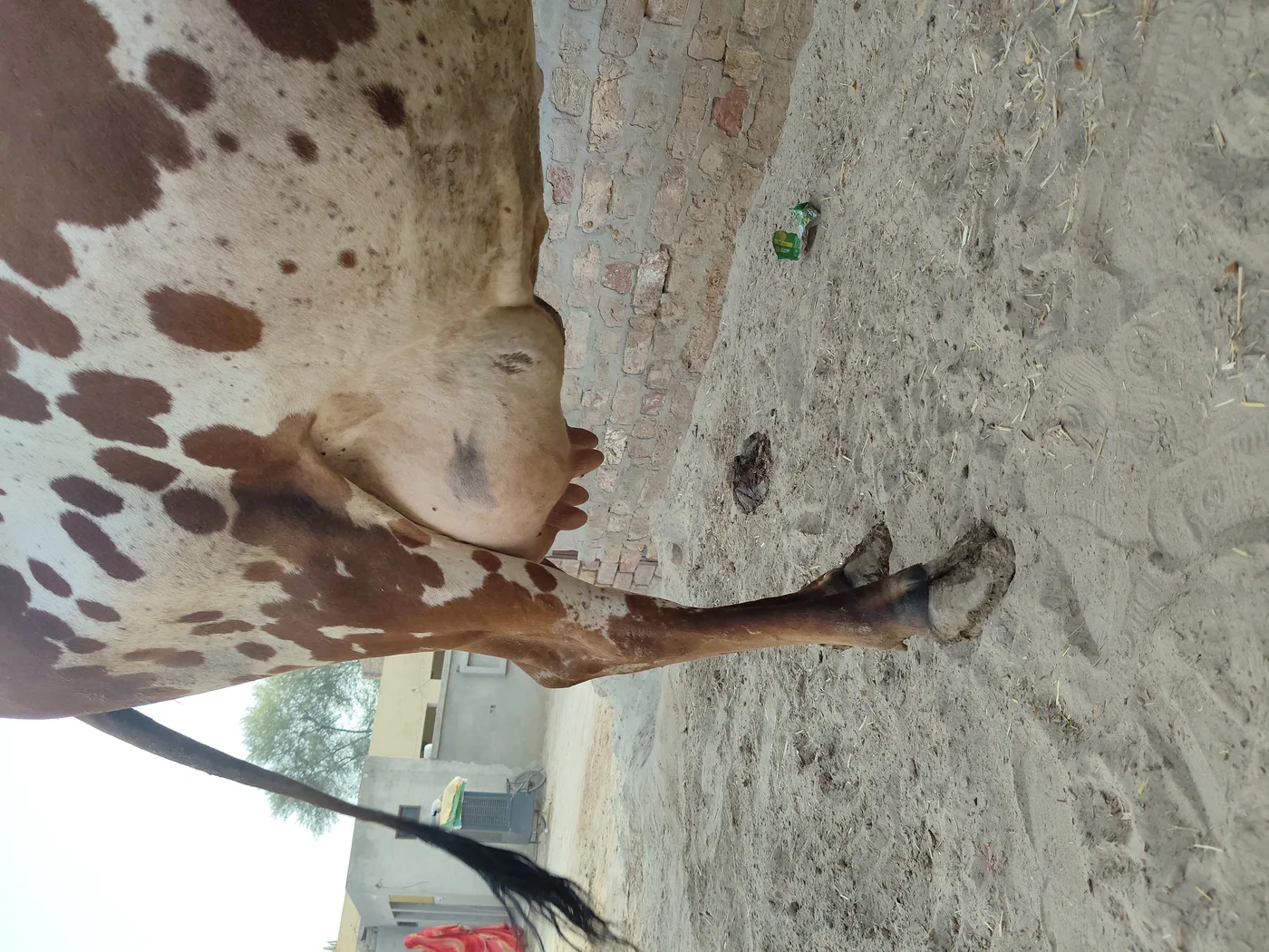 Rathi Cow R0519 in  RAJASTHAN