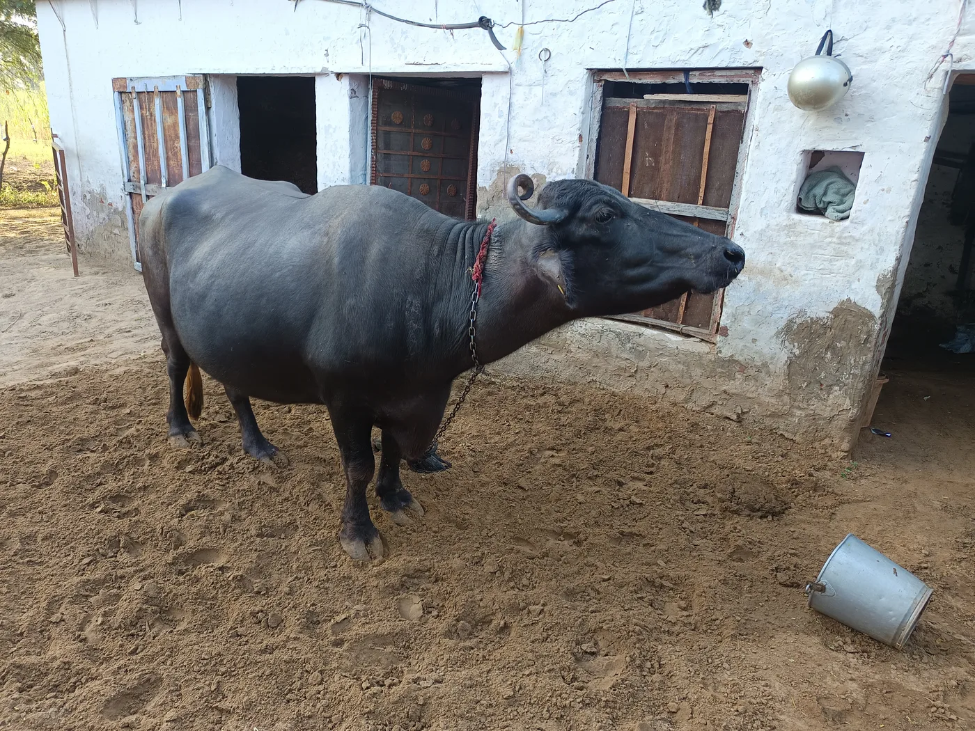 Murrah Buffalo in  RAJASTHAN