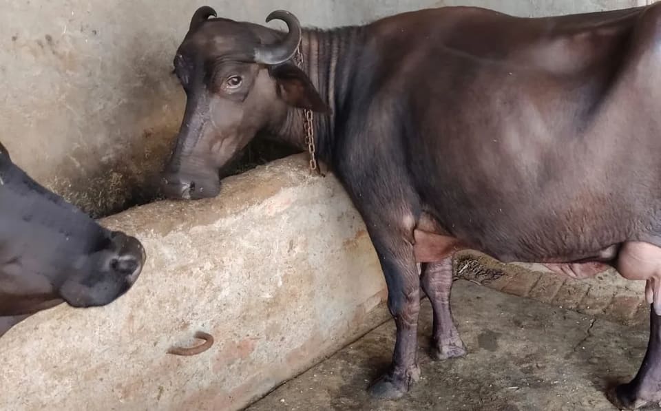 Banni  Buffalo B0569 in HARYANA