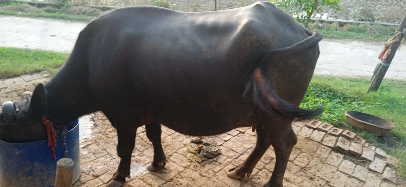 कुन्नी Buffalo O0776 in  UTTAR PRADESH