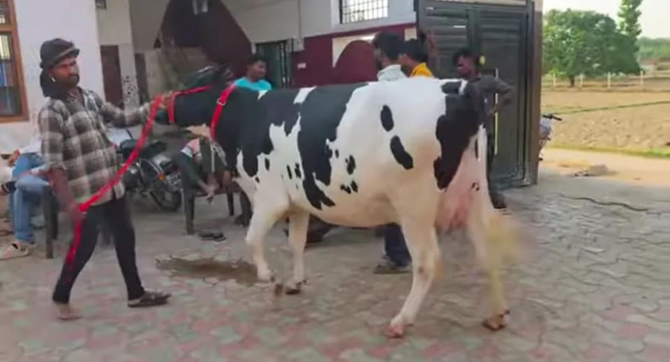 HF Cow in  MAHARASHTRA