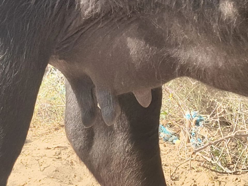 Murrah Buffalo in RAJASTHAN