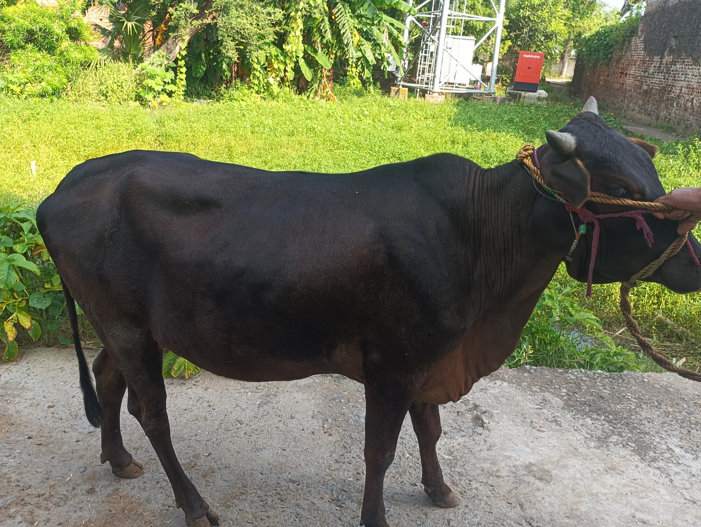 Sahiwal Cow S1988 in  BIHAR