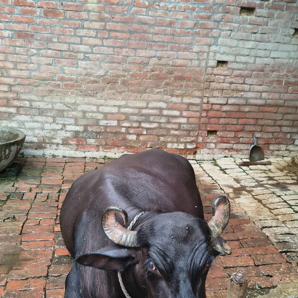 Others Buffalo in  UTTAR PRADESH