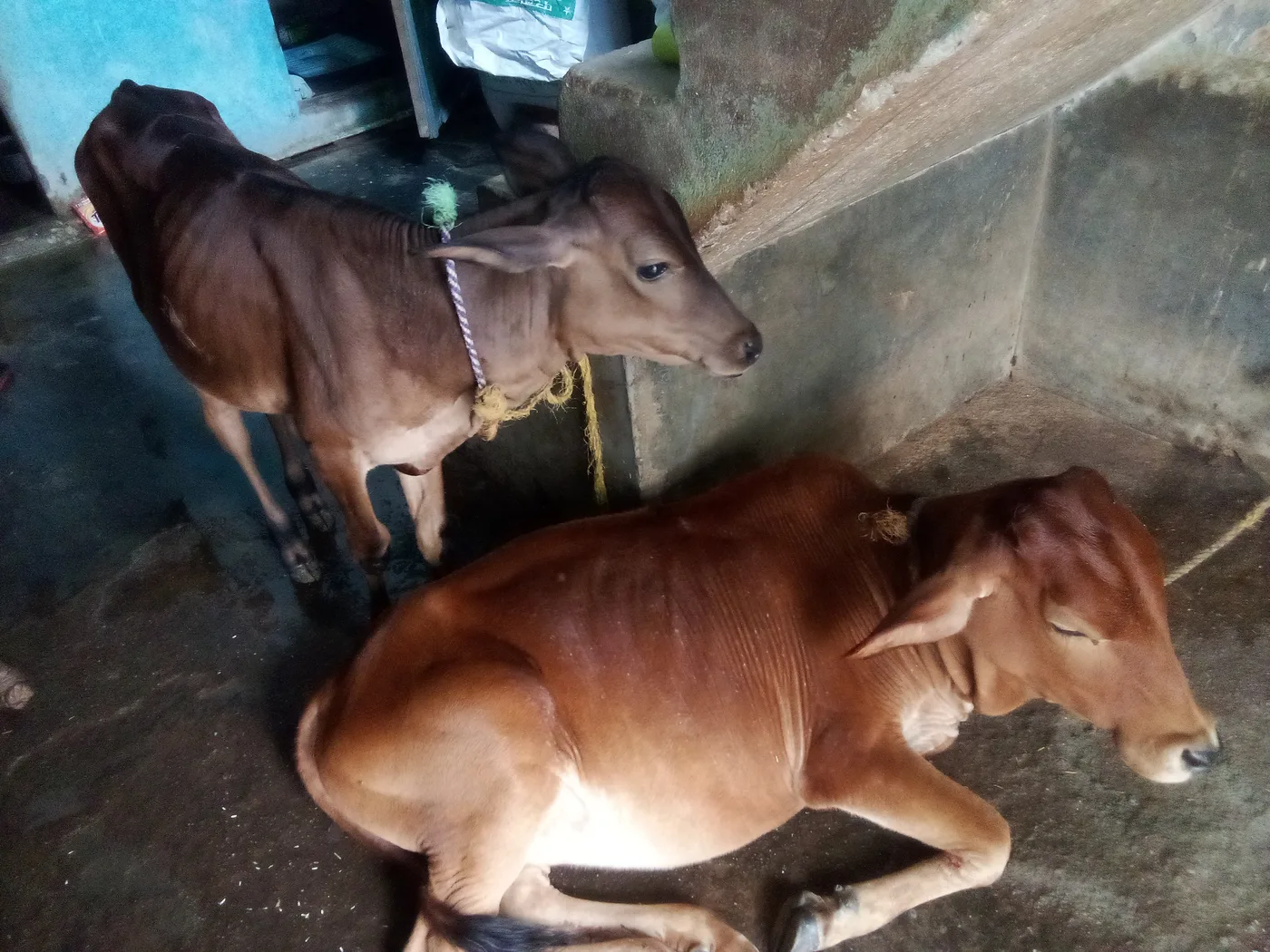 Others Cow in  UTTAR PRADESH