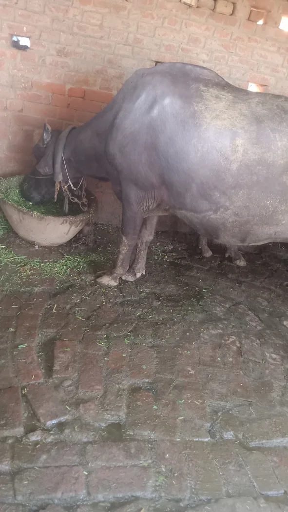 Jafarabadi Buffalo J0441 in  UTTAR PRADESH