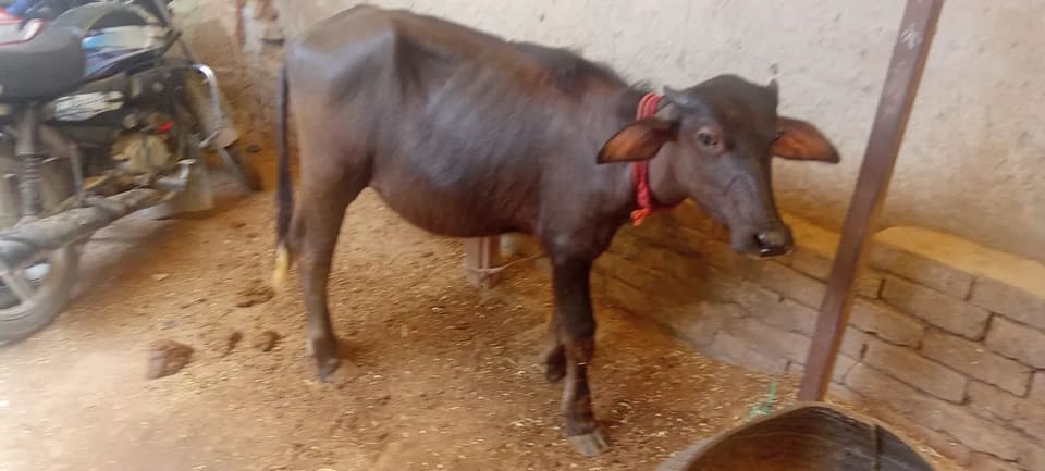 Murrah Buffalo in  RAJASTHAN
