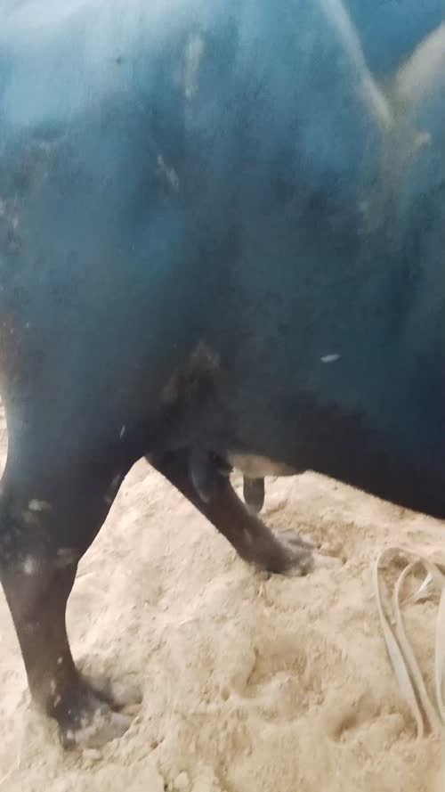 Jafarabadi Buffalo J0465 in  RAJASTHAN