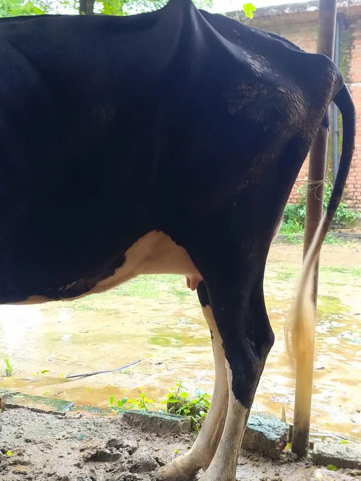 HF Cow in  UTTAR PRADESH