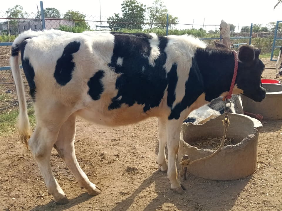 HF Heifer Cow H3241 in  MAHARASHTRA